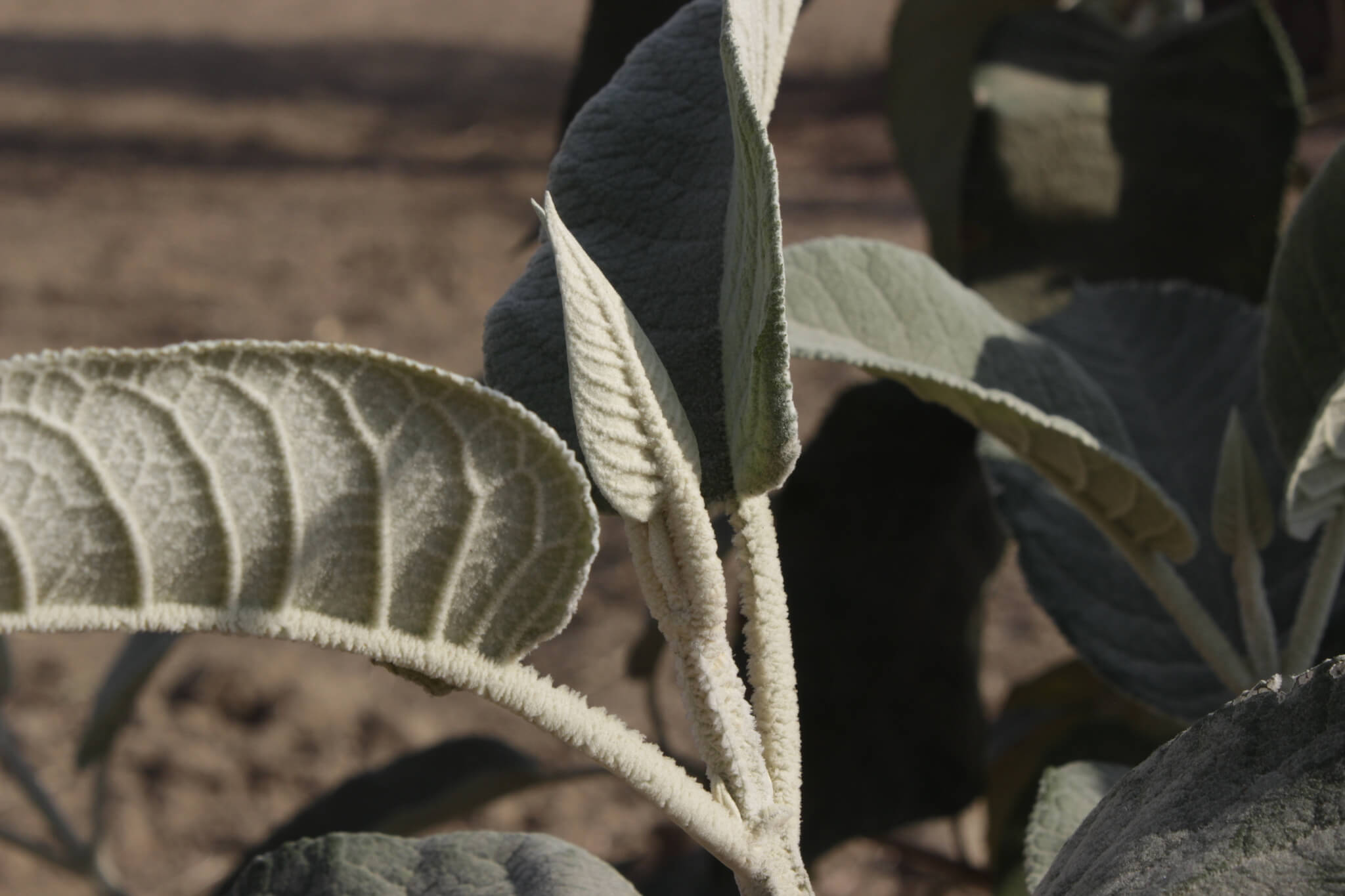 Buddleja cordata